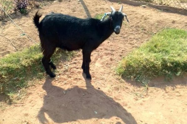 WhatsApp Image 2022-11-17 at 2.14.48 PM (1)-1668723395