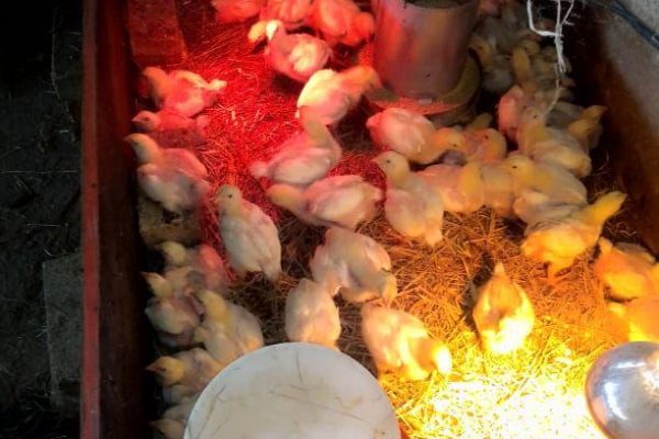 WhatsApp Image 2022-11-17 at 2.14.49 PM (9)-1668723391